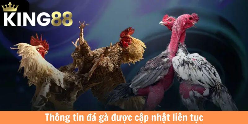 Cập nhật thường xuyên về thông tin các trận đá gà